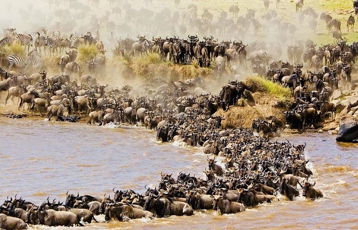 Tanzania worldlife safaris