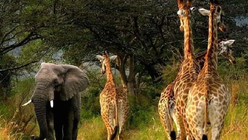 Tanzania worldlife safaris